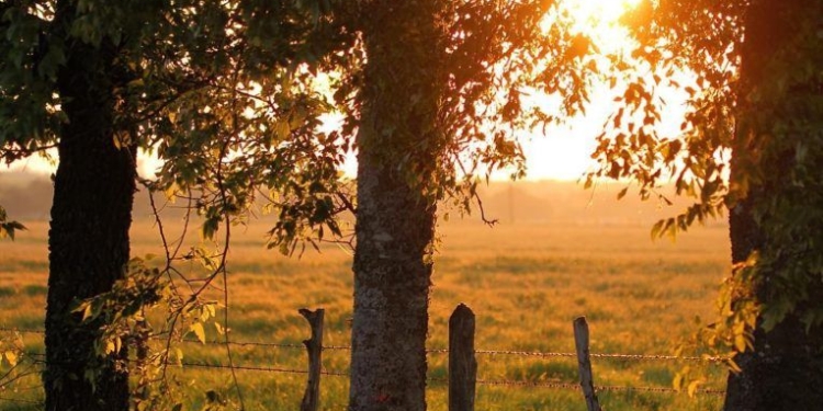 Legisladores apuntan a proteger y fomentar la plantación de árboles