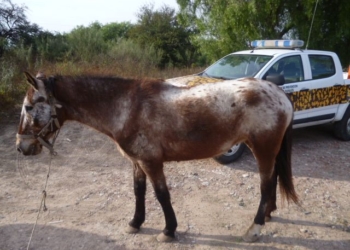 Robaron un caballo y fue recuperado en la región