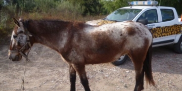 Robaron un caballo y fue recuperado en la región
