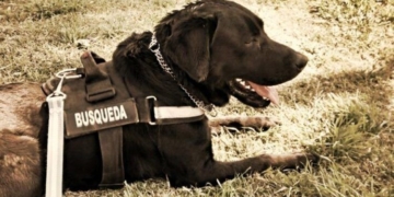 Sumaron perros a la búsqueda del joven desaparecido en Puerto Aragón