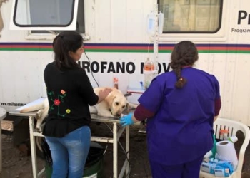 Maciel recibirá al móvil de castraciones para una campaña masiva