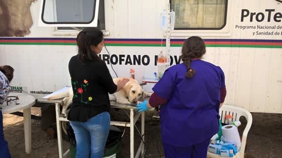 Maciel recibirá al móvil de castraciones para una campaña masiva