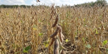 La sequía golpea la región: «Si no llueve hay cosechas que se perderán»
