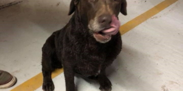 Bomberos de Oliveros rescataron a un perro y fue devuelto a su familia