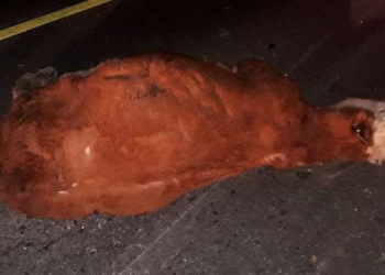 Totoras: siete novillos murieron en la ruta al ser impactados por un camión