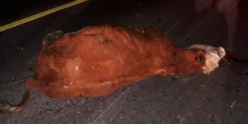 Totoras: siete novillos murieron en la ruta al ser impactados por un camión