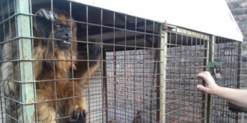 Rescataron a un Mono Carayá de una vivienda en Salto Grande