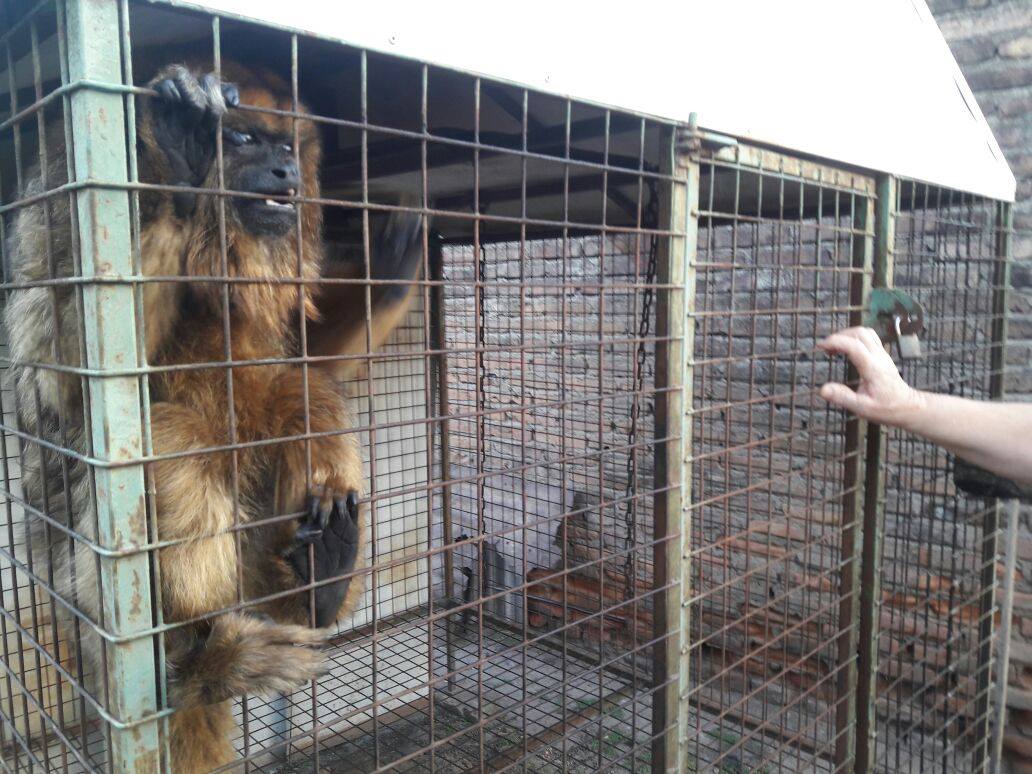 Rescataron a un Mono Carayá de una vivienda en Salto Grande