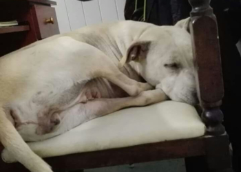 Fue rescatada, salvaron su vida y ahora busca una familia