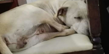 Fue rescatada, salvaron su vida y ahora busca una familia