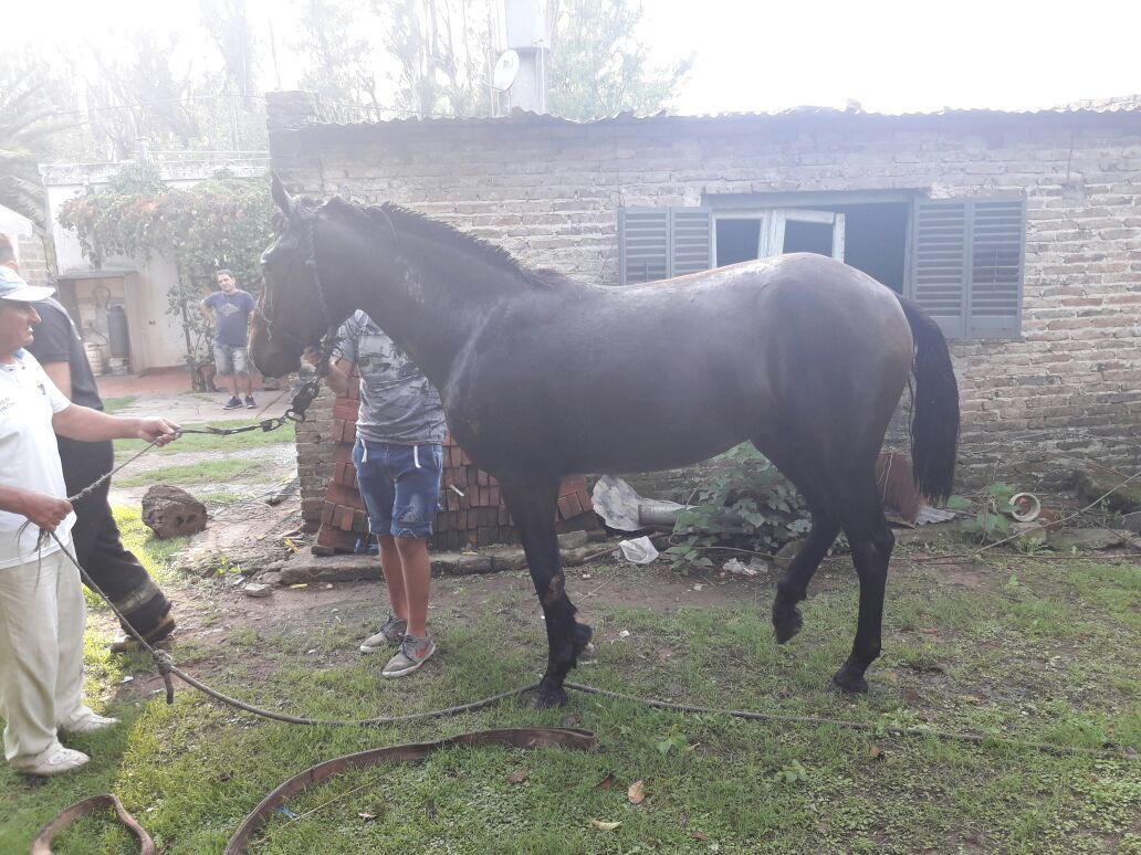 Diaz: bomberos de San Genaro rescataron a un caballo que cayó en un pozo