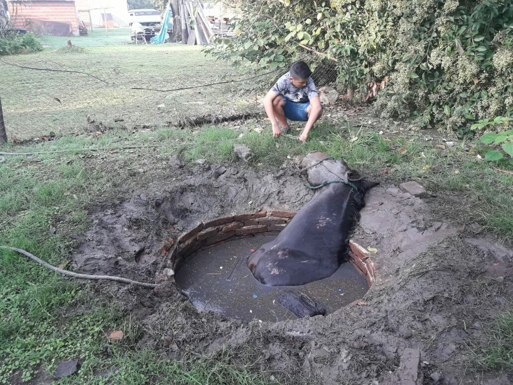 Diaz: bomberos de San Genaro rescataron a un caballo que cayó en un pozo