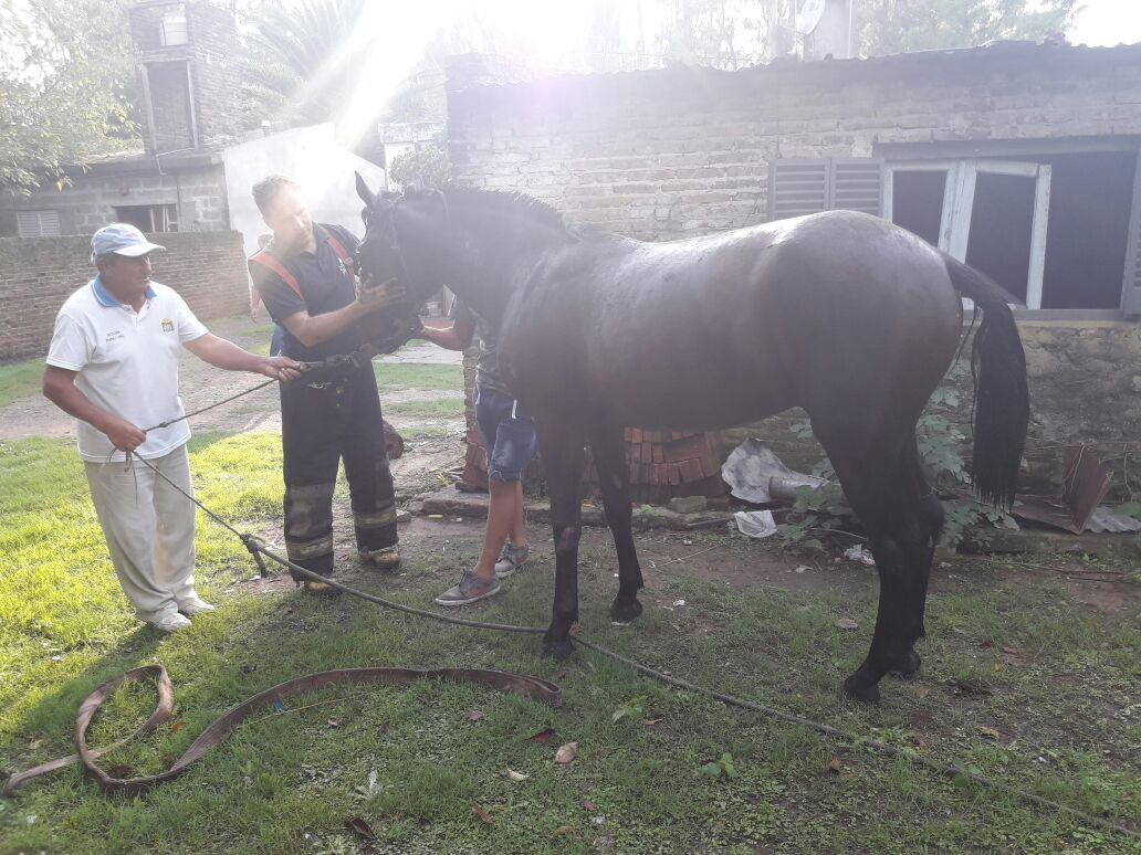 Diaz: bomberos de San Genaro rescataron a un caballo que cayó en un pozo