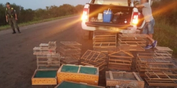 Barrancas: rescataron aves silvestres trasladadas en una camioneta