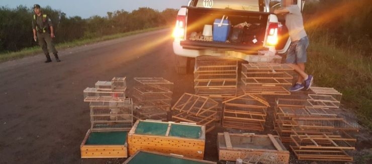 Barrancas: rescataron aves silvestres trasladadas en una camioneta
