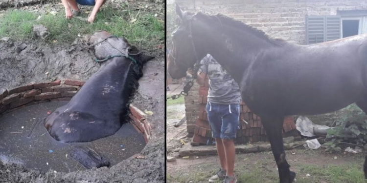Diaz: bomberos de San Genaro rescataron a un caballo que cayó en un pozo
