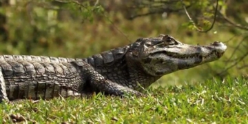 Dos yacarés sorprendieron a los vecinos de Solares