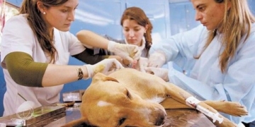 El mes de mayo llegará con una nueva campaña de castración en Oliveros