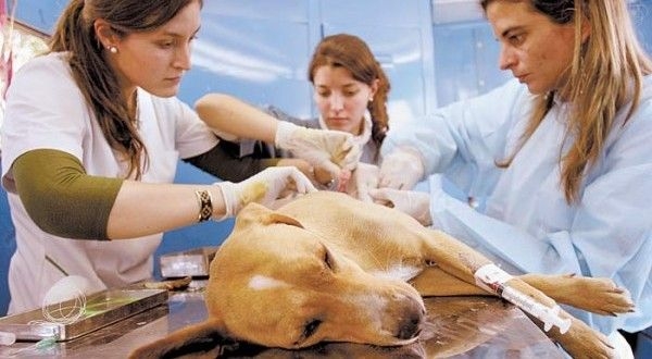 El mes de mayo llegará con una nueva campaña de castración en Oliveros