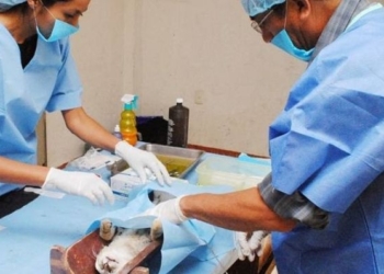 Barrancas: llegará una nueva campaña de castración animal