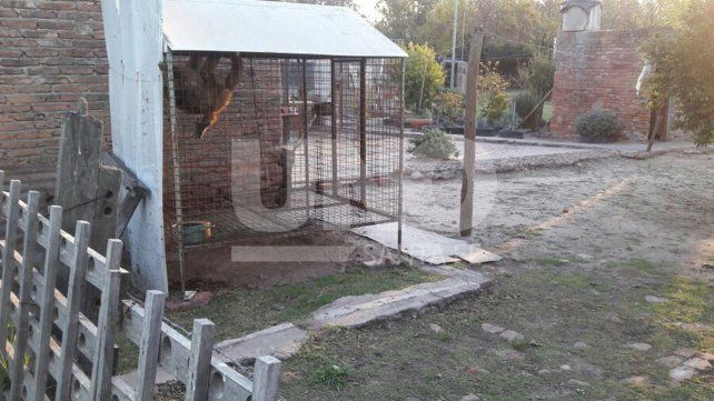 Rescataron a un Mono Carayá de una vivienda en Salto Grande