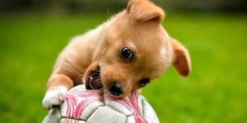 Monje prepara actividades para el Día del Animal