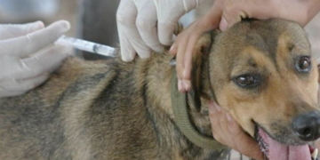 Vacunación antirrábica y jornada de esterilización en Totoras