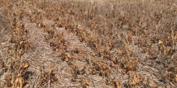 Declararán la emergencia agropecuaria por la sequía en Santa Fe