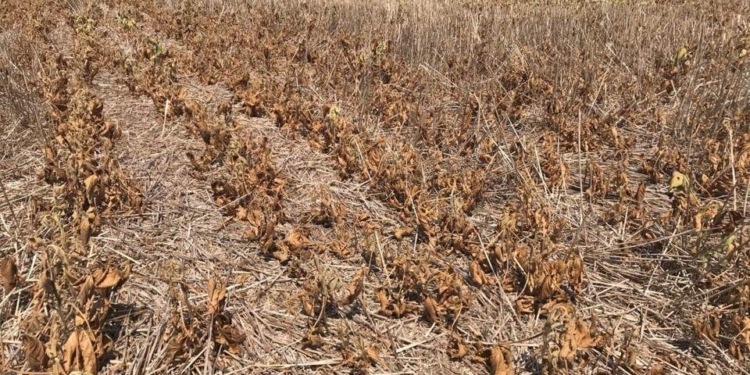 Declararán la emergencia agropecuaria por la sequía en Santa Fe