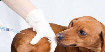 Barrancas convoca a una campaña de vacunación antirrábica