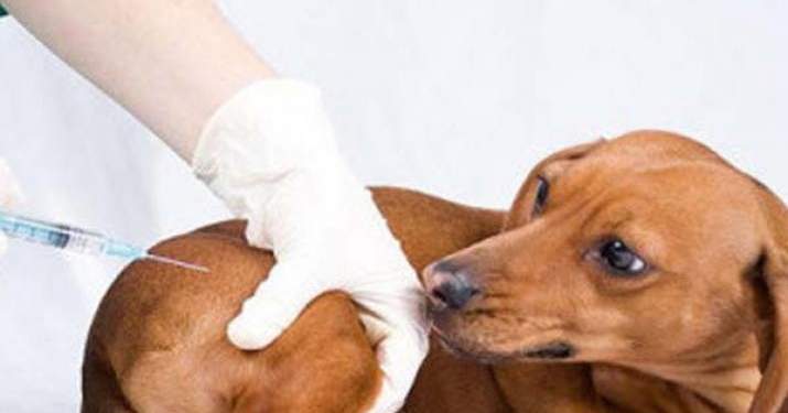 Barrancas convoca a una campaña de vacunación antirrábica