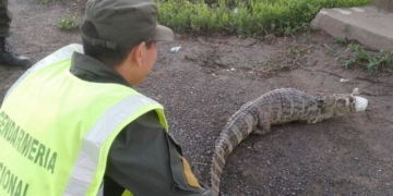 Rescataron a otro yacaré en la región atado, amordazado y en peligro de extinción