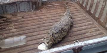 Apareció un yacaré en Maciel y fue devuelto a su hábitat natural