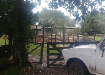 Robaron nueve corderos de un campo en Oliveros
