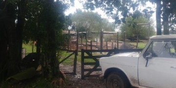 Robaron nueve corderos de un campo en Oliveros