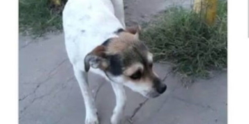 Mala gente: picanearon a un perrito callejero y lo subieron a las redes