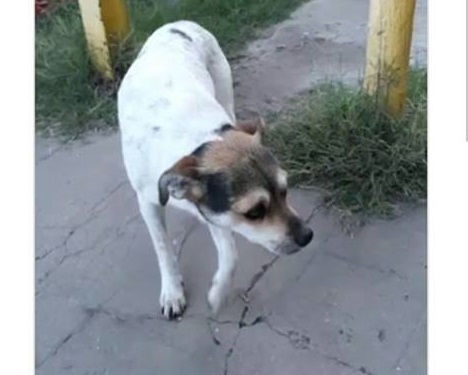 Mala gente: picanearon a un perrito callejero y lo subieron a las redes