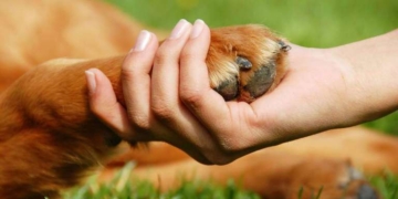 Preparan una jornada de adiestramiento canino en San Genaro