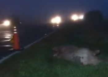 Luto en Maciel: identificaron al dueño del chancho que causó la tragedia