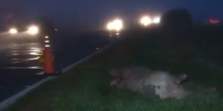 Luto en Maciel: identificaron al dueño del chancho que causó la tragedia