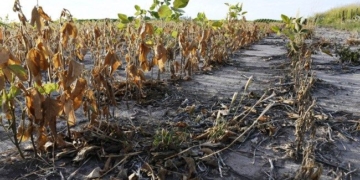 Ampliaron la «Emergencia Agropecuaria» e incluyeron a Totoras y Monje