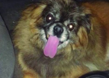 Un perrito siguió la ambulancia que trasladó a su dueña quien falleció y él no pudo volver