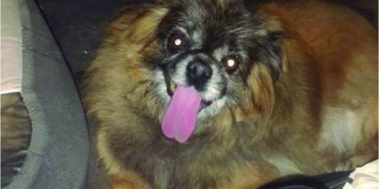 Un perrito siguió la ambulancia que trasladó a su dueña quien falleció y él no pudo volver