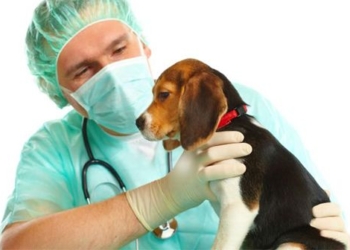 Barrancas: comenzó la inscripción para la nueva jornada de castración