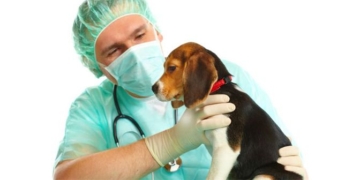 Barrancas: comenzó la inscripción para la nueva jornada de castración