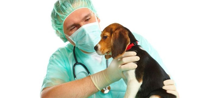 Barrancas: comenzó la inscripción para la nueva jornada de castración