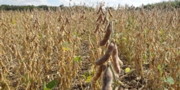 Más localidades de la región fueron incluídas en la Emergencia Agropecuaria