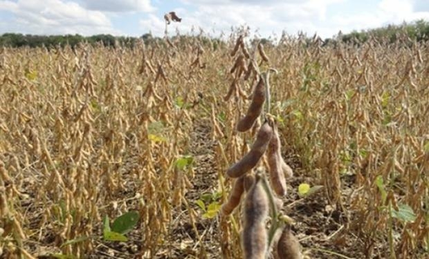 Más localidades de la región fueron incluídas en la Emergencia Agropecuaria