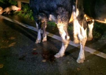 Animales en la ruta: fuerte accidente en Totoras con una mujer herida