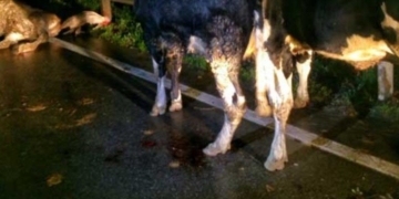 Animales en la ruta: fuerte accidente en Totoras con una mujer herida